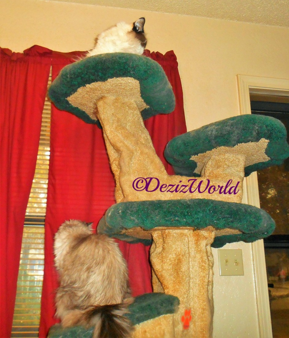 Dezi and Raena look out the door and window from their perch on the liberty cat tree