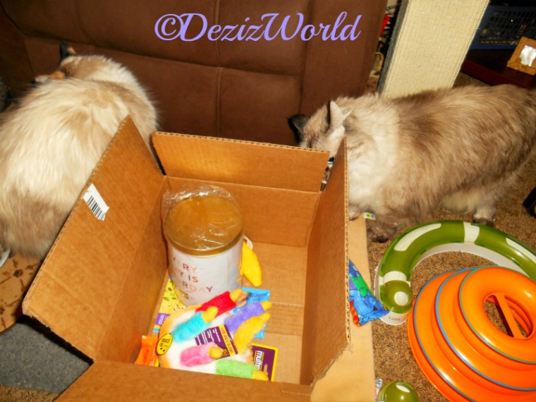 Dezi and Raena check out the Chewy Goody Box