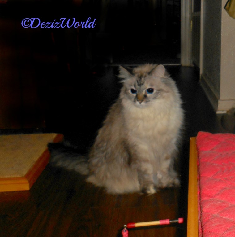 Dezi sits pretty in the hall behind my chair