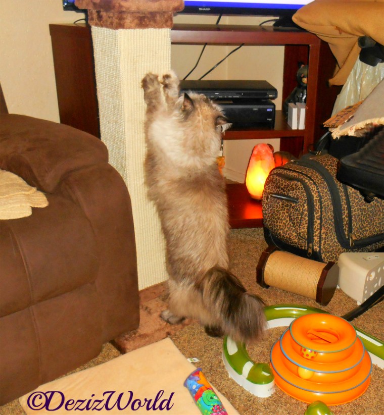 Dezi stretches on the scratching post