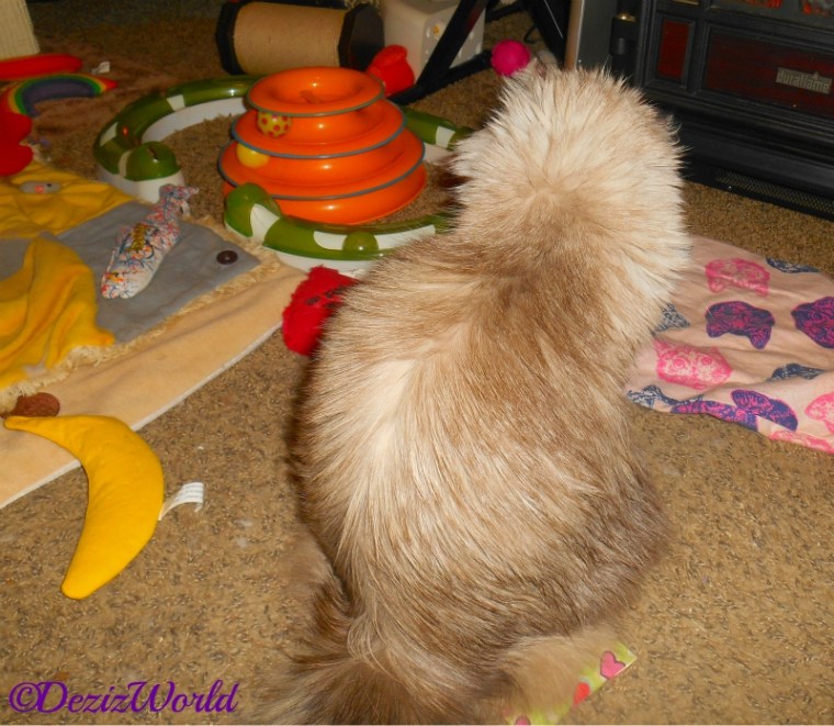 Dezi sits with back to camera