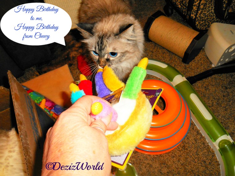 Dezi sniffs the birthday cake toy from the chewy birthday box