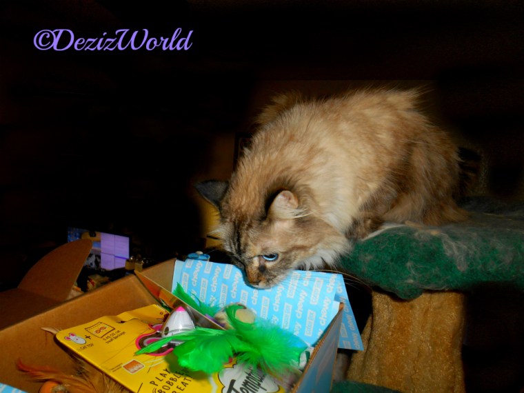 Dezi checks out the Chewy Goody Box