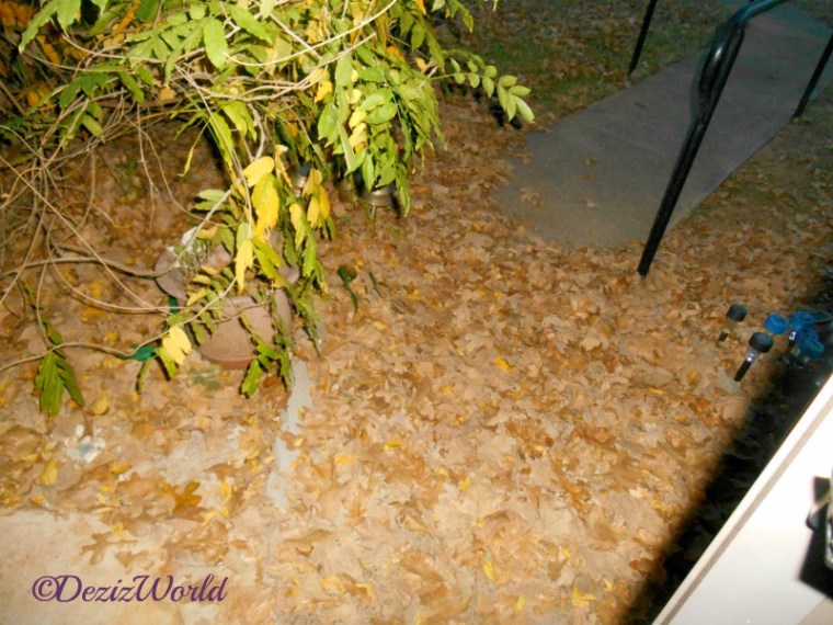 Leaves piled up on porch