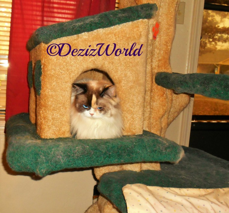 Raena lays in liberty cat tree cubby