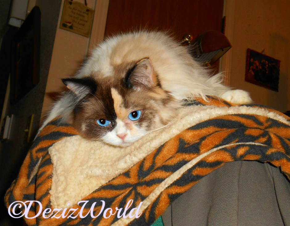 Raena lays on back of chair