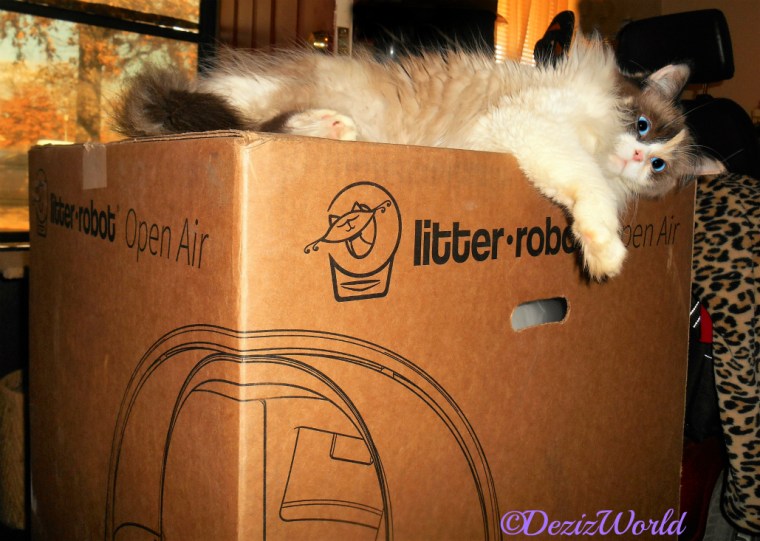 Raena lays on litter robot box