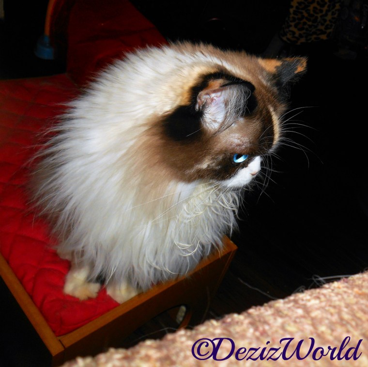 Raena sits on bed beside chair, profile