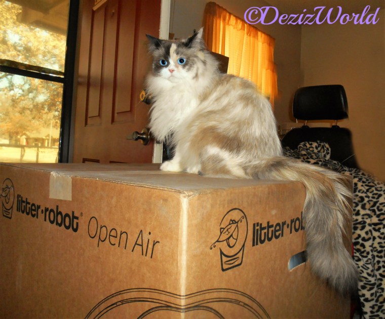 Raena sits pretty and poses on top of the Litter Robot box