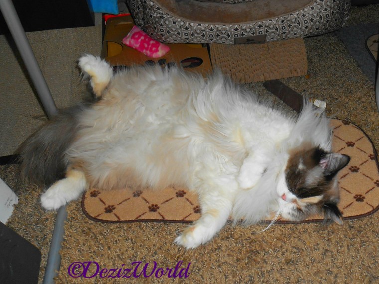 Raena sleeps on food mat under desk