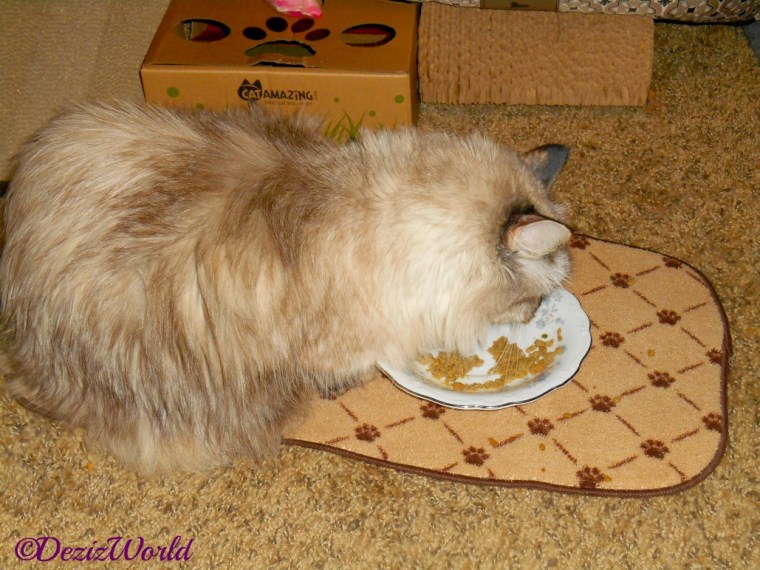 Dezi eats Raena's left overs