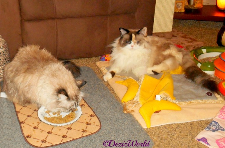 Dezi eats while Raena watches from the side.