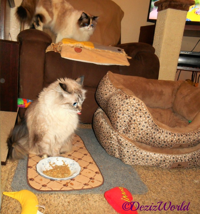 Dezi licks lips while eating and Raena plays in the chair behind her