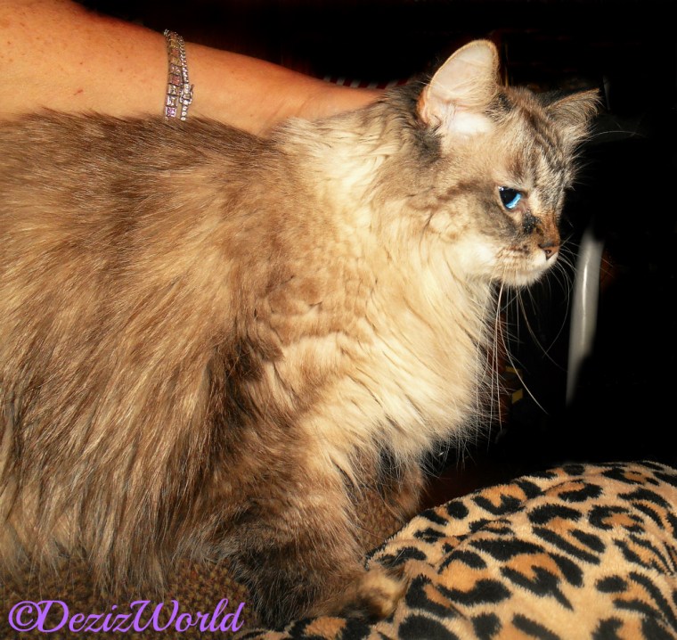 Dezi gets loving while laying on the chair arm