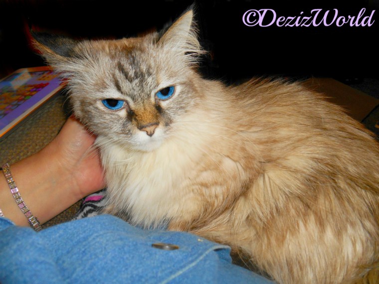 Dezi lays in mommy's lap getting love, selfie