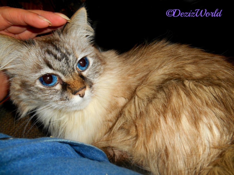 Dezi laying in lap selfie