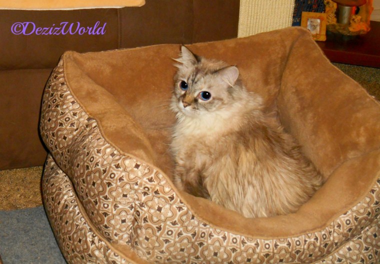 Dezi lays in cat bed and looks back over shoulder