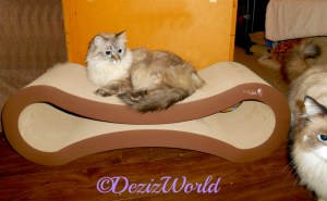 Dezi lays on scratcher