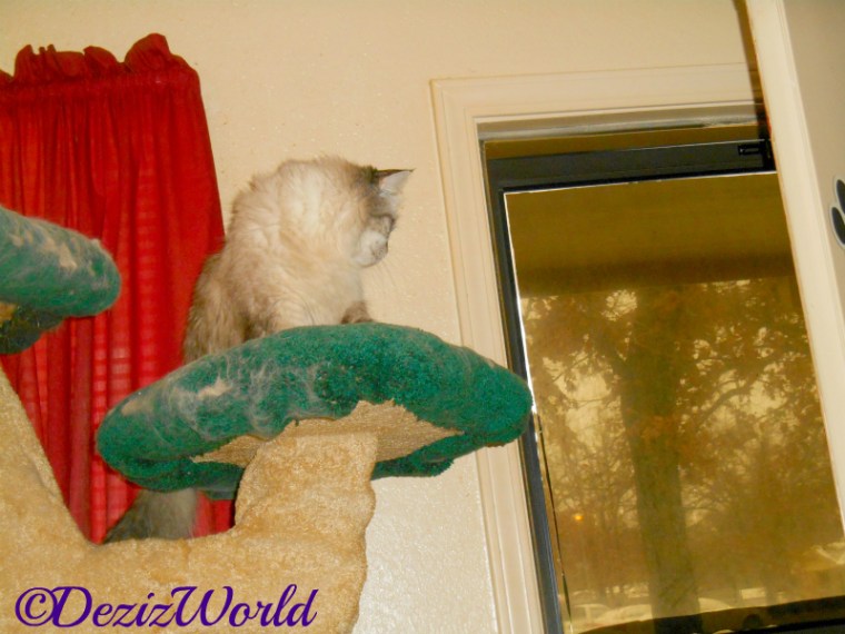 Dezi looks out the door from atop the liberty cat tree