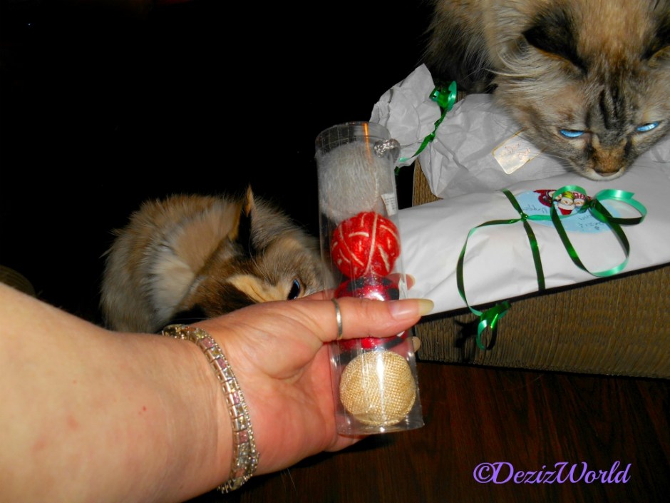 Dezi and Raena with Christmas gifts from Cat