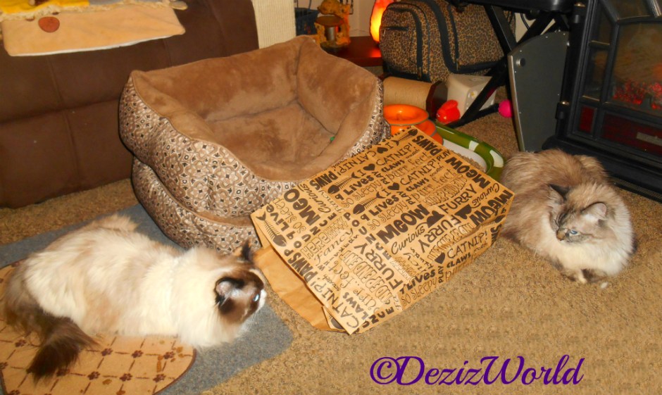 Dezi and Raena lay on the floor together