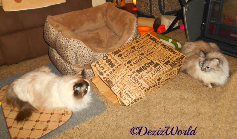 Dezi and Raena lay on floor watching each other