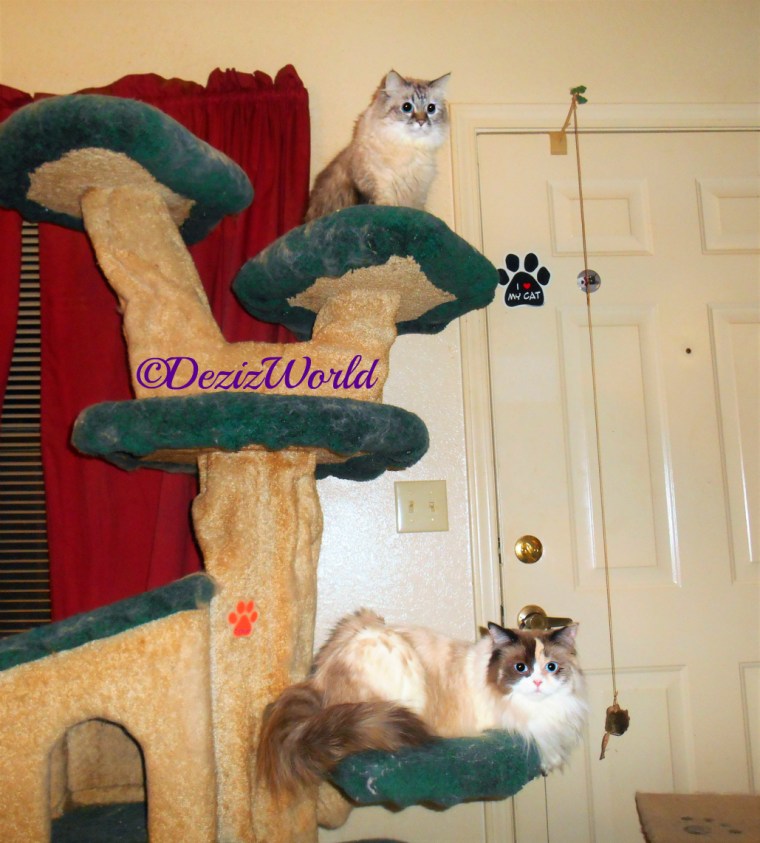 Dezi and Raena sitting on the liberty cat tree