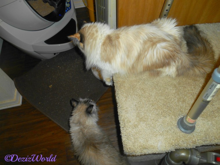 Dezi and Raena watch the Litter Robot Open Air Litter Box