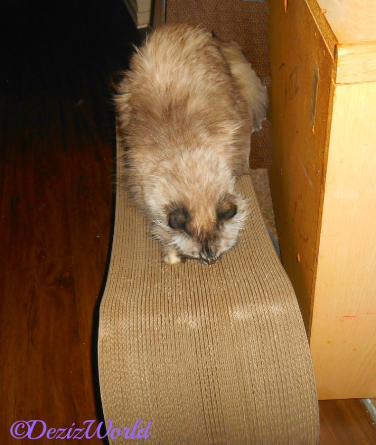 Dezi on scratcher with Silvervine