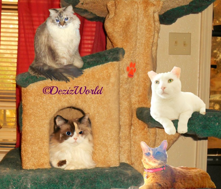 Dezi, Raena, Annie and Pierrot lay on the Liberty cat tree