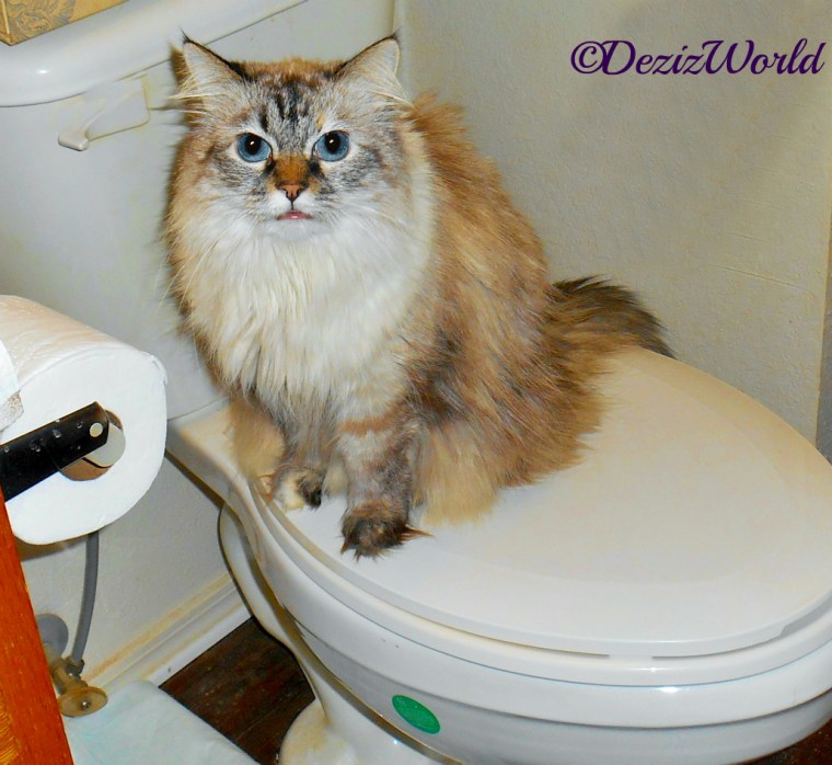 Dezi sits on toilet