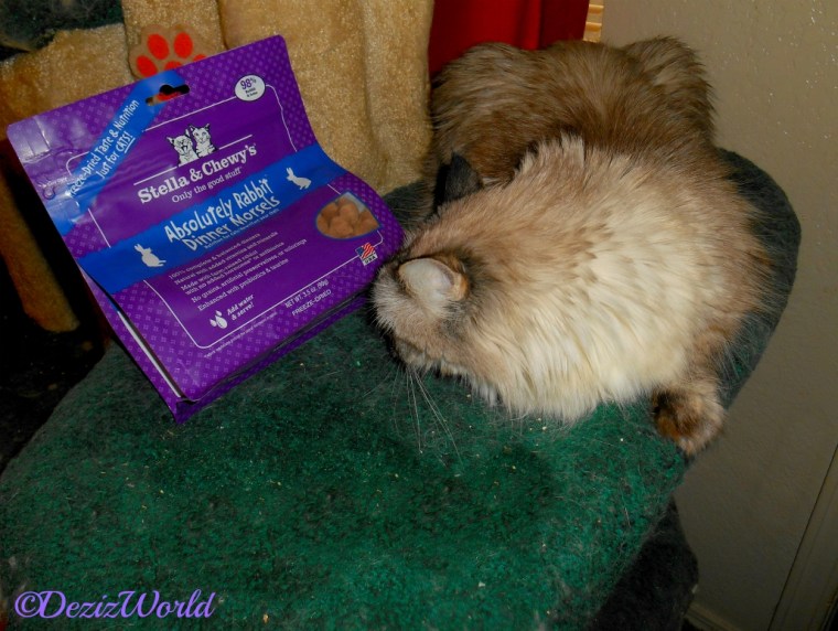 Dezi sniffs the Stella and Chewy's Rabbit cat food
