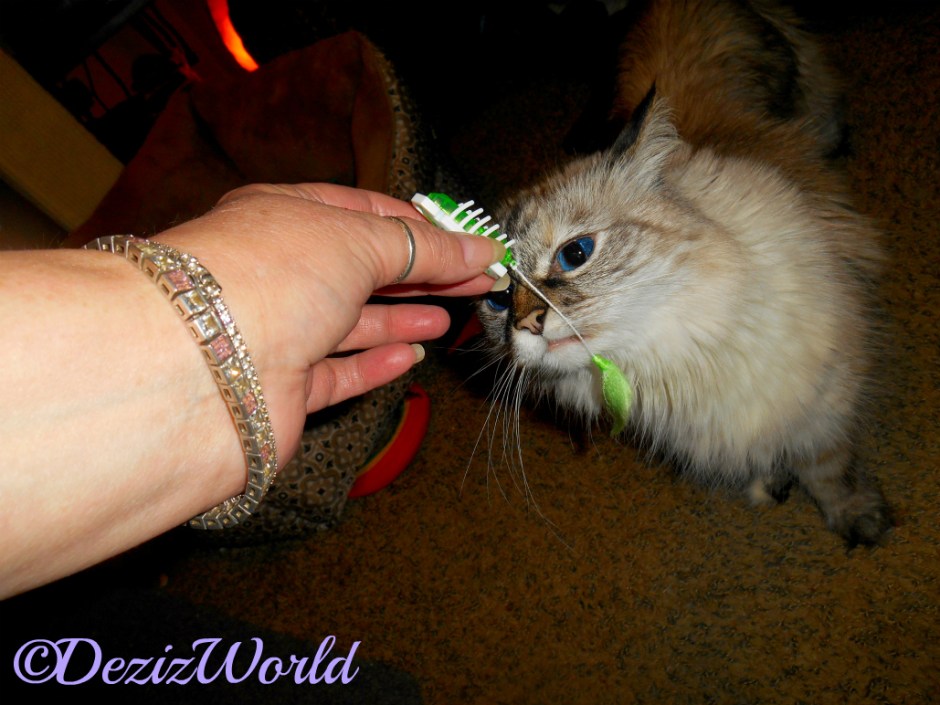 Dezi checks out the Hexbug