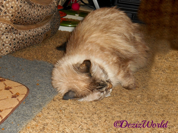 Dezi plays with kit tea bag