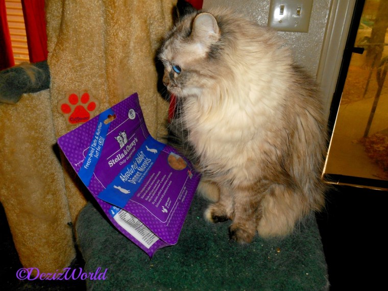 Dezi sits by Stella and Chewy food