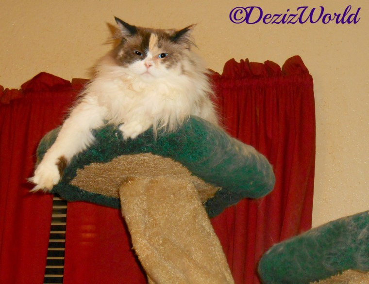 Raena lays atop the liberty cat tree