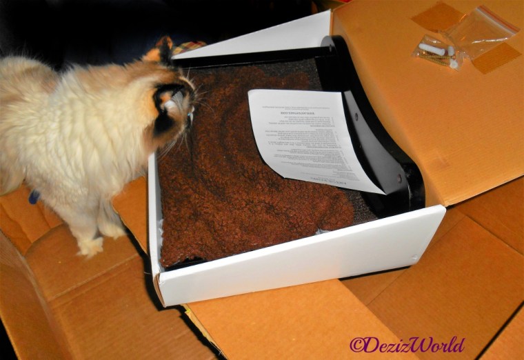 Raena checks out wall perch