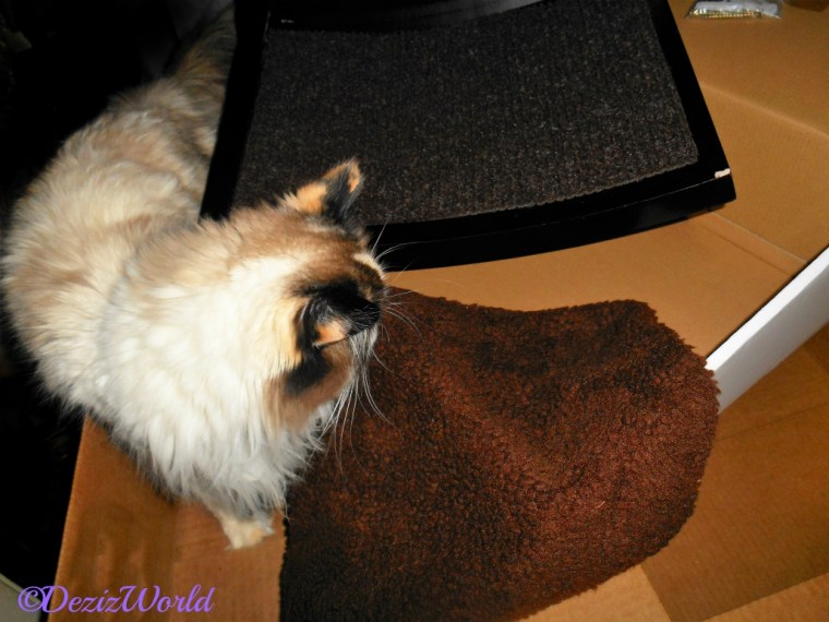 Raena sniffs wall perch