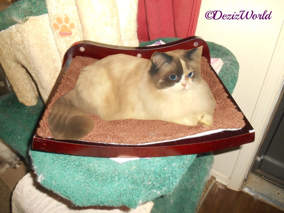 Raena lays on wall perch on the cat tree