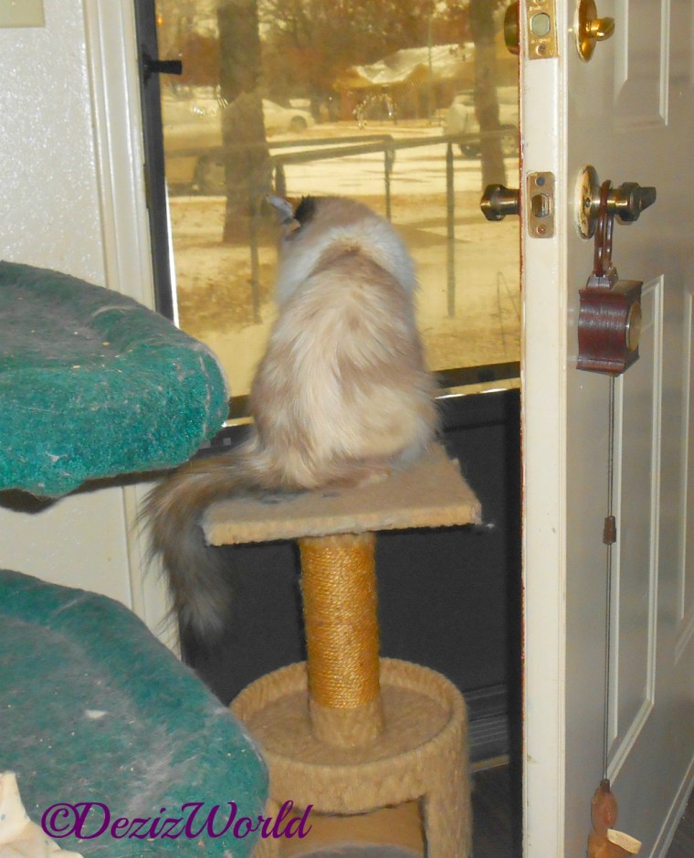 Raena looks out at snow from small perch