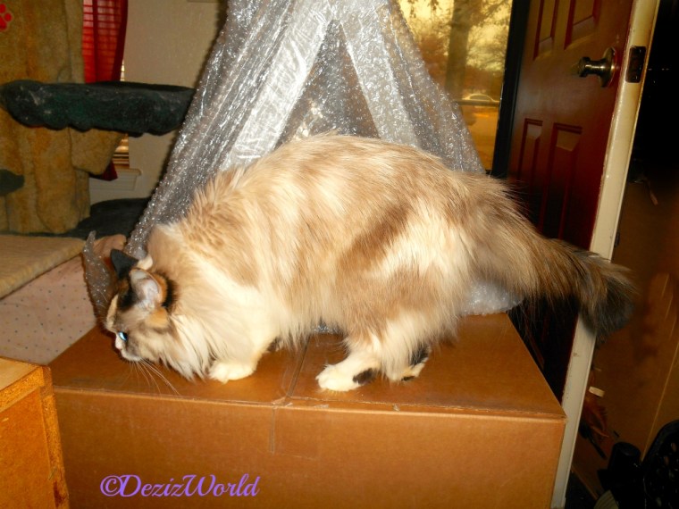 Raena on top of box with the PetFusion cat scratcher