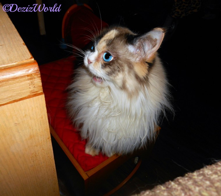 Raena chats from the boxbed with mouth open