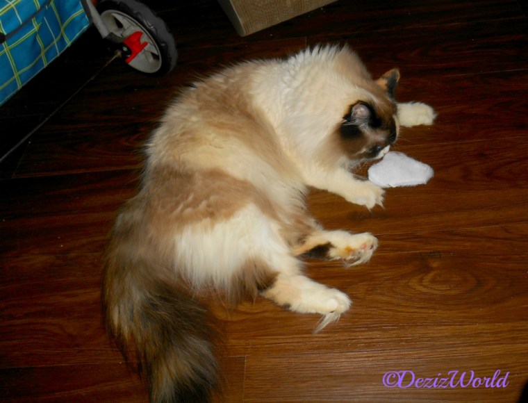 Raena with Silvervine toy from Vonda