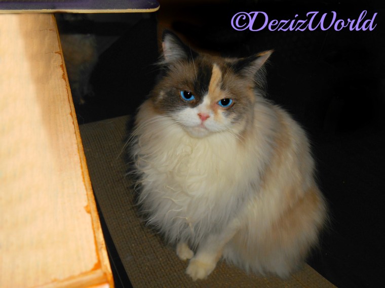 Raena sits pretty on scratcher