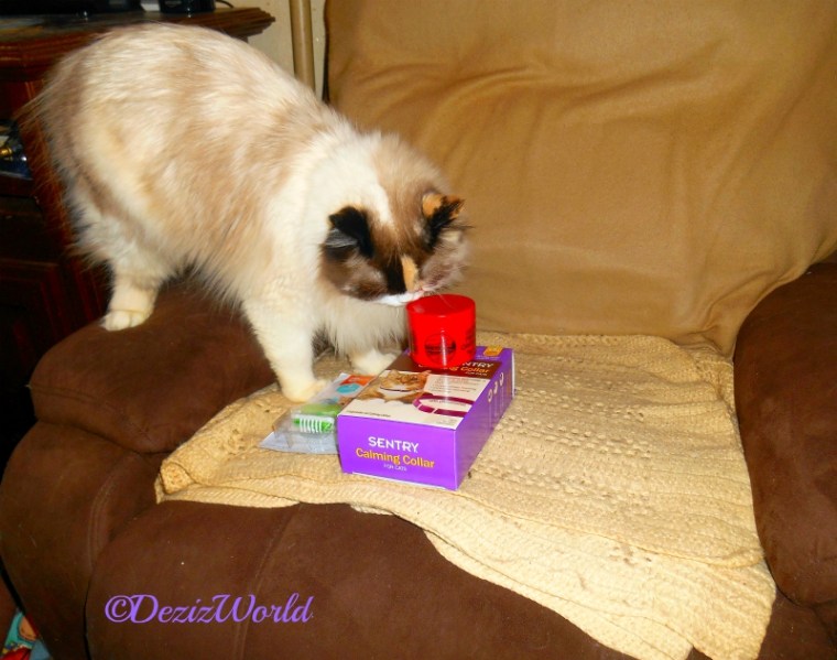 Raena checks out the Christmas gifts from Belinda