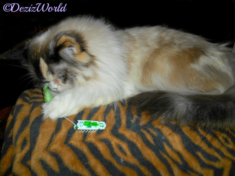 Raena checks out the Hexbug from Belinda