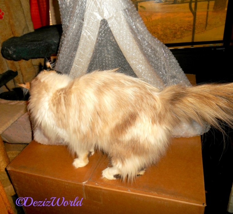 Raena stands on box and checks out the PetFusion cat scratcher