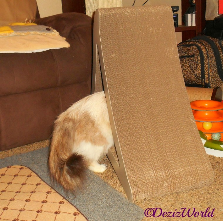 Raena plays in the Pet FusionCat Scratcher