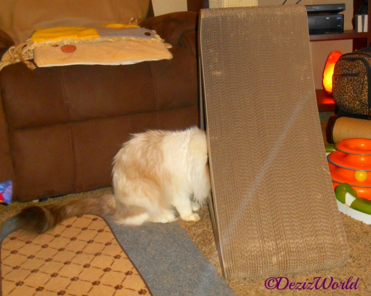 Raena plays in the PetFusion cat scratcher