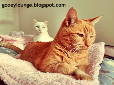 Annie and Pierrot enjoy a sun puddle lounging on a sunday